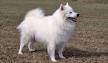 American Eskimo Dog Breed Information, Pictures ...