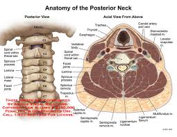 Medical Exhibits Demonstrative Aids Illustrations And Models