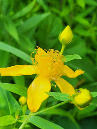 Image result for Hypericum