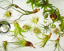 The same species of air plant grown in california will look completely different than one grown in florida. Air Plants 101 How To Id A Tillandsia Gardenista