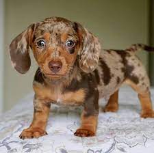 Dachshund puppies for sale and dogs for adoption in michigan, mi. Dachshund Puppies For Sale Dachshund Puppy For Sale Dachshund Puppies For Sale Near Me Mini Dachshund Puppies For Sale