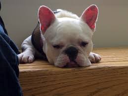 Every french bulldog has a different development, and it is nothing wrong if your puppy will start the ear standing process later than others. French Bulldog Rescue Network Ear Health