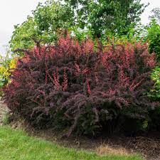 Image result for Berberis thunbergii