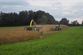 Seit wann ist das usus in der bundesrepublik? Maisernte