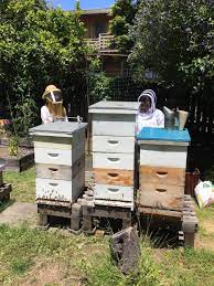 Backyard beekeeping for beginners learn about the basics of what you will need to start your own backyard beehive selecting insects to hive construction. Introduction To Backyard Beekeeping Biofuel Oasis