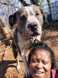 Who is the owner of the found dog in Rutherford County, NC?