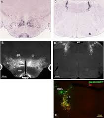 Leptin receptor neurons in the mouse hypothalamus are colocalized with the  neuropeptide galanin and mediate anorexigenic leptin action