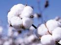 Fakta om bomull och bomullsodling