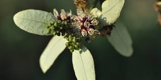 Image result for Combretum sp. A