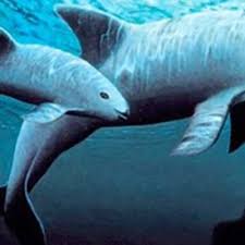The vaquita, a small porpoise found only in the gulf of california, is rapidly going extinct, an international team of scientists reported earlier this month. La Vaquita Marina By Vaquitas Marinas A Podcast On Anchor