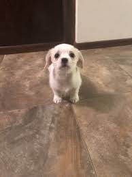 This also holds good for the long/short coat type a shichi will inherit. Shih Tzu Chihuahua Mix Petfinder