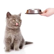 Digestive enzymes digest the cat's food and are critical to nutrient absorption. Best Digestive Enzymes For Cats Their Benefits Dr Axe