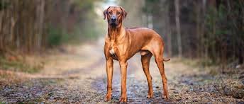 Was den ridgeback von allen anderen rassen unterscheidet, ist der markante haarkamm am rücken, auf dem die fellstruktur in die entgegengesetzte richtung wächst. Rhodesian Ridgeback Steckbrief Charakter Wesen Und Haltung