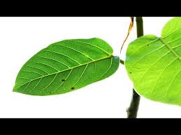 Image result for Ficus trichopoda