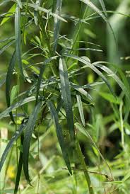 Image result for Crotalaria lanceolata