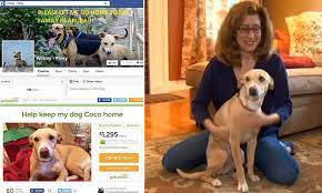 The dog in the middle of an international tug of war: Couple brought what  they thought was a stray to U.S. from Aruba - but now its owner wants him  back |