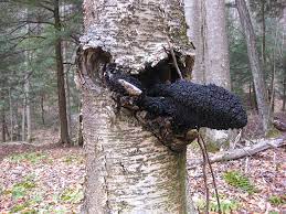 Mild like a black tea with a hit of maple sweetness. Is This Chaga A Key For Identifying This Remarkable Fungus Wild Foodism
