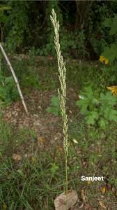 Image result for Eragrostis humidicola