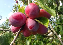  Plum image