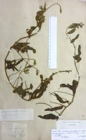 Image result for Ipomoea polymorpha