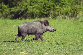 Wild boar hunts & more available in kissimmee and orlando, florida. Hog Hunting Tips For Beginners The Ultimate Rookie Guide