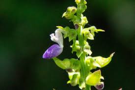 Image result for Coleus sessilifolius