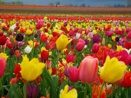 Kumpulan Nama Bunga Dalam Bahasa Inggris Beserta Gambar Dan Artinya Bunga Bunga Tulip Gambar