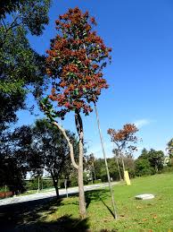 Image result for Triplaris americana