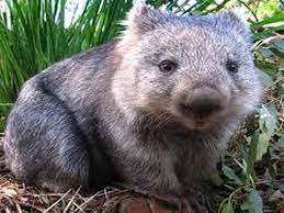 Image result for Southern hairy-nosed wombat