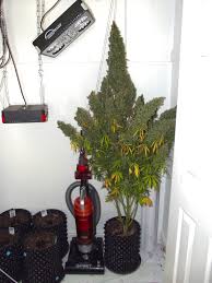 Advance spectrum led grow lights: Autoultimate Cannabis Home Grow Dutch Passion Blogs
