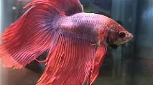 Swim Bladder Disorder Bettas Fish Care