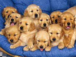 This, paired with their eagerness to please, makes them a highly trainable dog breed. Golden Retriever Puppies Glossy Poster Picture Photo Dogs Puppy Labrador 611 Ebay Pets Retriever Puppy Puppies