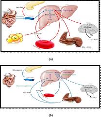 Glucose is the predominant fuel for cells that depend largely on anaerobic metabolism, cells that lack mitochondria, and tissues such as brain that normally cannot use other. Molecular Basis Of Blood Glucose Regulation Intechopen