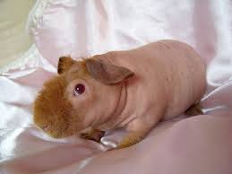 The short, smooth hair makes them easy to groom and great for kids to take care of. 7 Bizarre Breeds Of Guinea Pigs Featured Creature