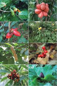 Image result for Pavetta sp. F