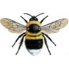 Bumblebee For Sale | Bees | Breed Information | Omlet