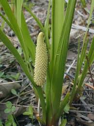Image result for Culcasia falcifolia