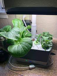 With everything built into it, all you need to do is plug it in and see the magic unfold. Anyone Else Use An Aerogarden Our Second Round Of Plants Has Taken Off This One Is Bok Choy Arugula A Tomato And Peppers Had Herbs Before Gardening