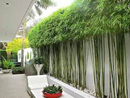 Visit goodhousekeeping.co.uk for more gardening tips. 10 Bamboo Landscaping Ideas Garden Lovers Club