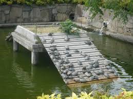 Pemeliharaan Outdoor Untuk Turtle Kura Air Kura Ganteng