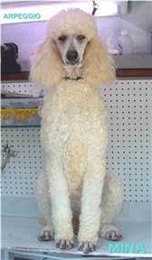 Poodle Coat Colors Overview Of All Colors