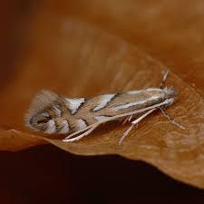 Image result for Phyllonorycter strigulatellus