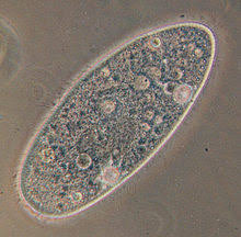 Zelle Biologie Wikipedia