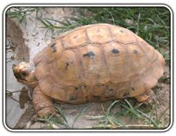Arizona Tortoise Compound