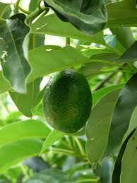 Check spelling or type a new query. 17 Different Types Of Avocados Home Stratosphere