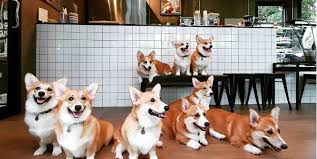 Our puppies are ranch raised in a home environment. This Corgi Cafe Is Actual Heaven For Dog People