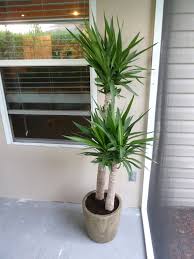 Yucca plantverified buyerlovely plant well worth the money1. Yucca Plant The Mace Place