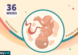 Unlike braxton hicks contractions, true labor contractions will continue in a pattern and eventually grow closer together. 36 Weeks Pregnant Baby Development Symptoms And More