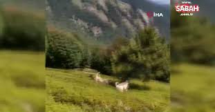 Coban Kopeklerinin Kovaladigi Ayilar Agaca Sigindi O Anlar Kamerada Video 2020 Ayilar Coban Kopekleri Kopek