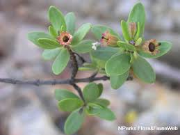 Image result for Pemphis